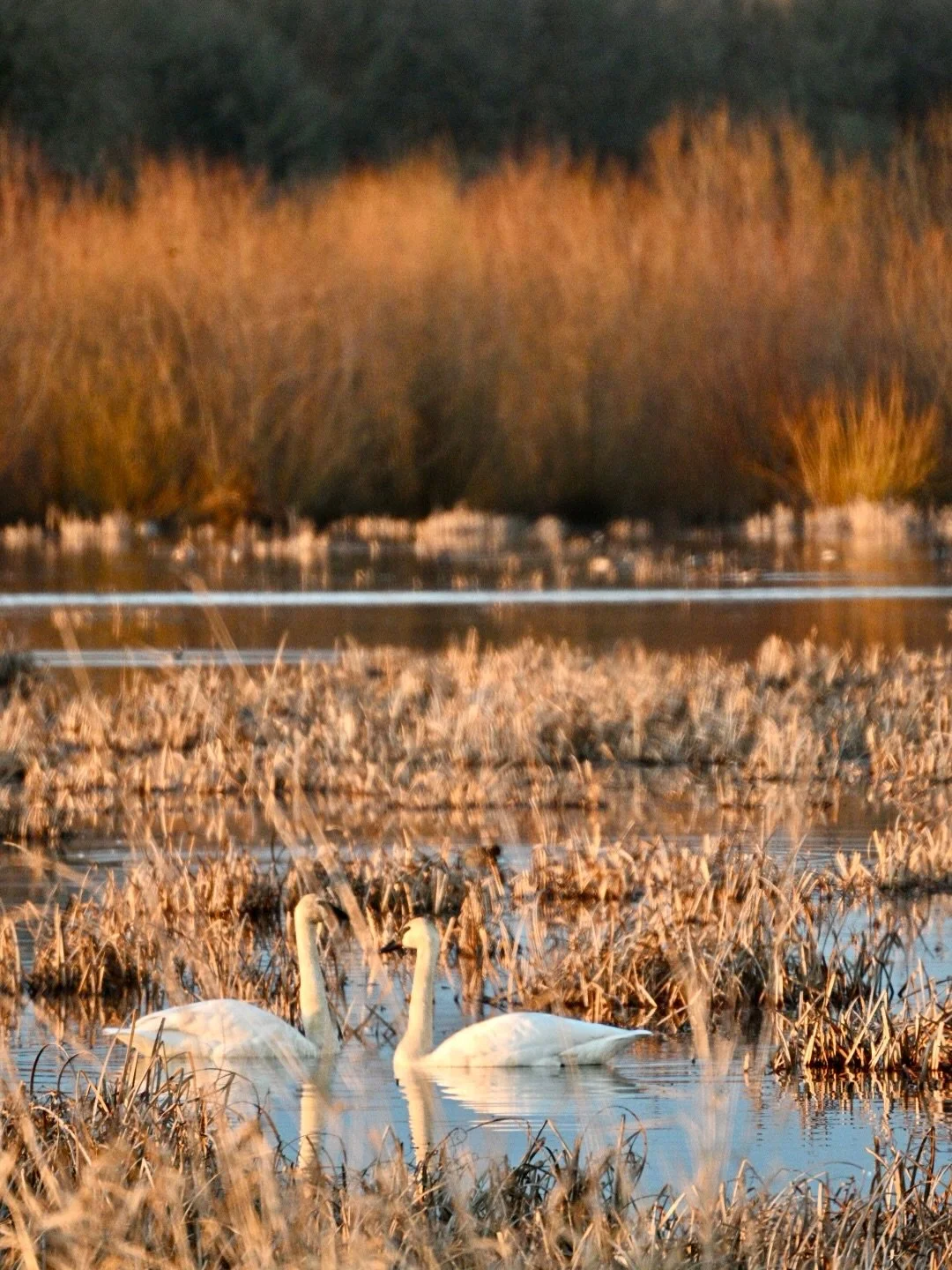 Oregon deep winter portraits from our days outside 🤍
