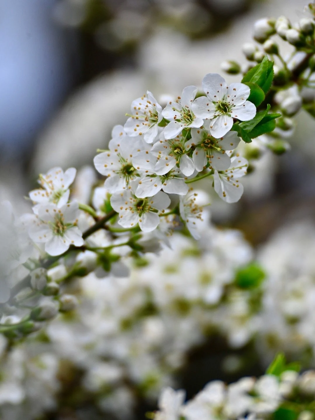 The garden is smiling. :)
Japanese plum blossoms from our sweetie piezie 3 year old tree!

#blossoms #spring #equinox #gardener