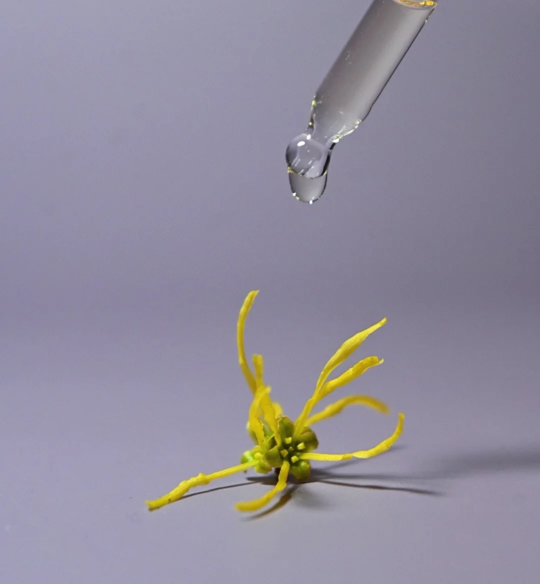 ✴️ WELCOME ✴️ Witch Hazel Flower Essence.

Witch Hazel (Hamamelis virginiana, the beloved North American medicinal variety!) has been a special part of our family garden for the last 5 years. We&rsquo;ve witnessed it throughout its fresh, unfurling l