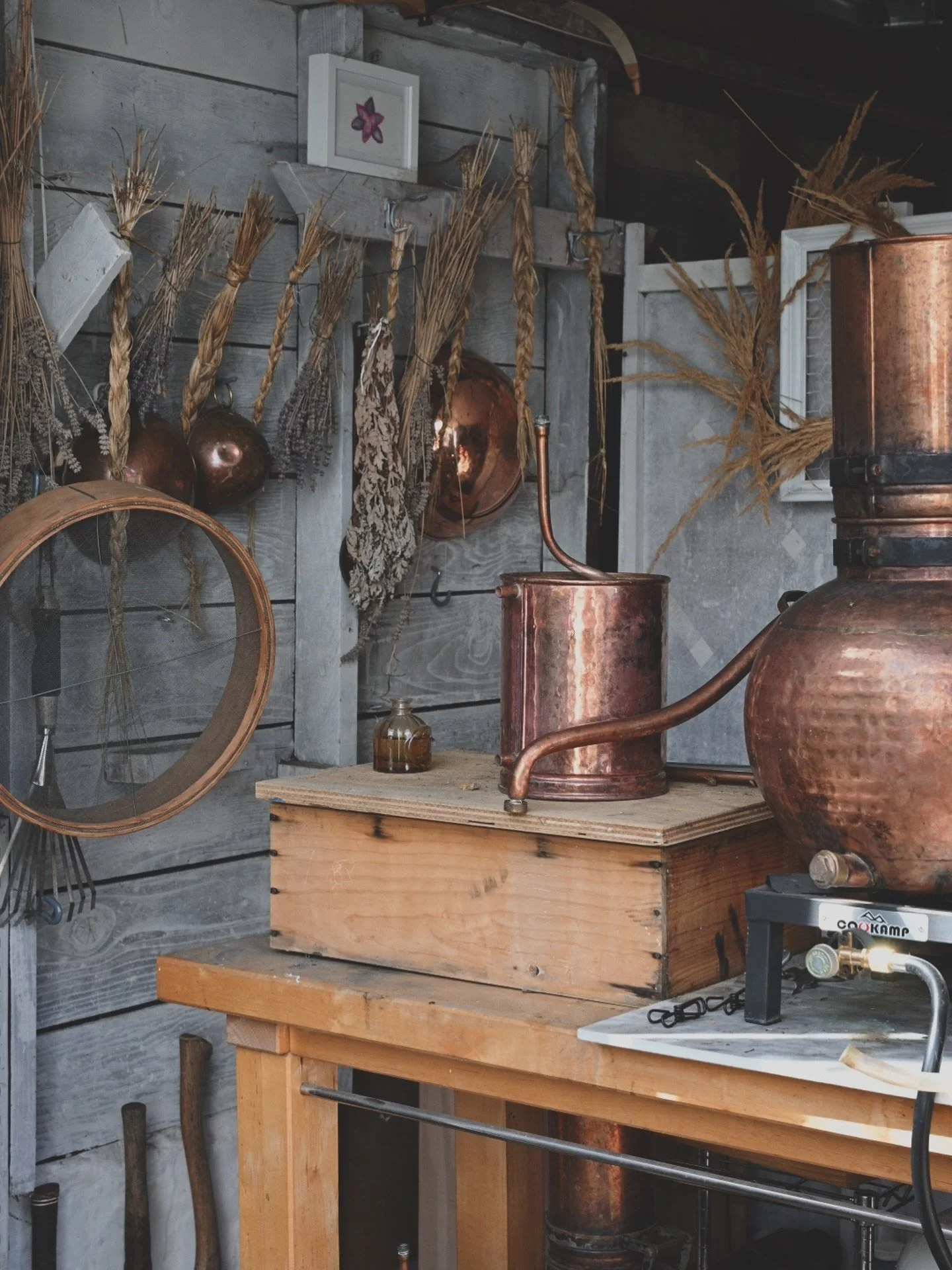 Distillation season is already ramping up here in the Pacific Northwest with a waitlist for our heirloom tea roses taking shape. I can&rsquo;t believe they are about to bloom&mdash;almost a month early! We officially have buds!

The copper still is g