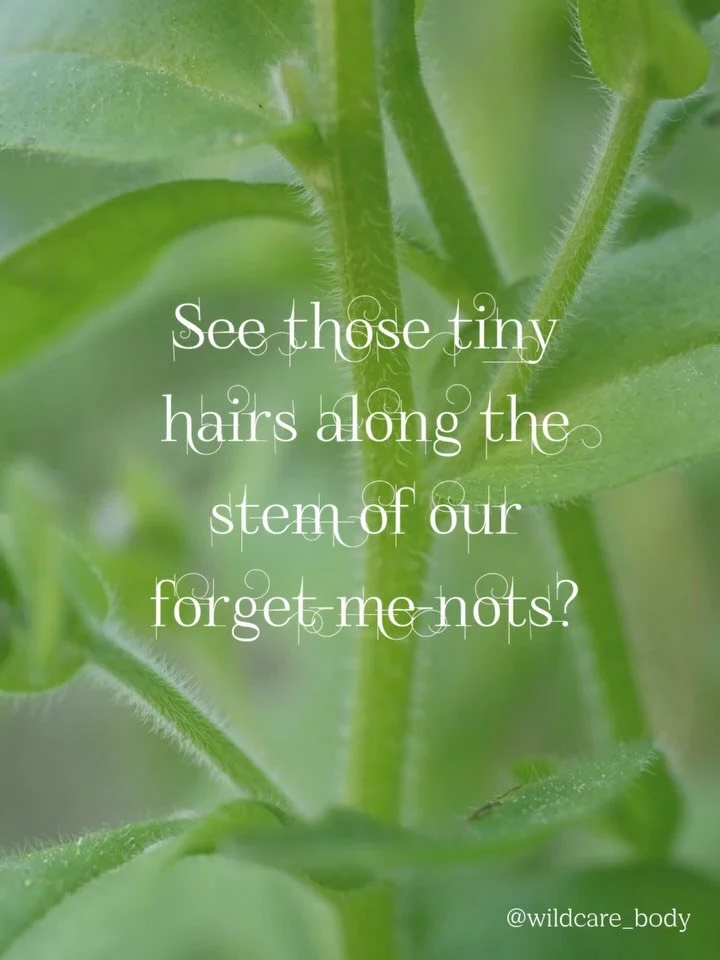 Forget-me-not was one of the first flower essences we made about 5 years ago. It&rsquo;s been a fascinating journey to be almost halfway through my flower essences practitioner training program now and see the clear connections of what was channeled 