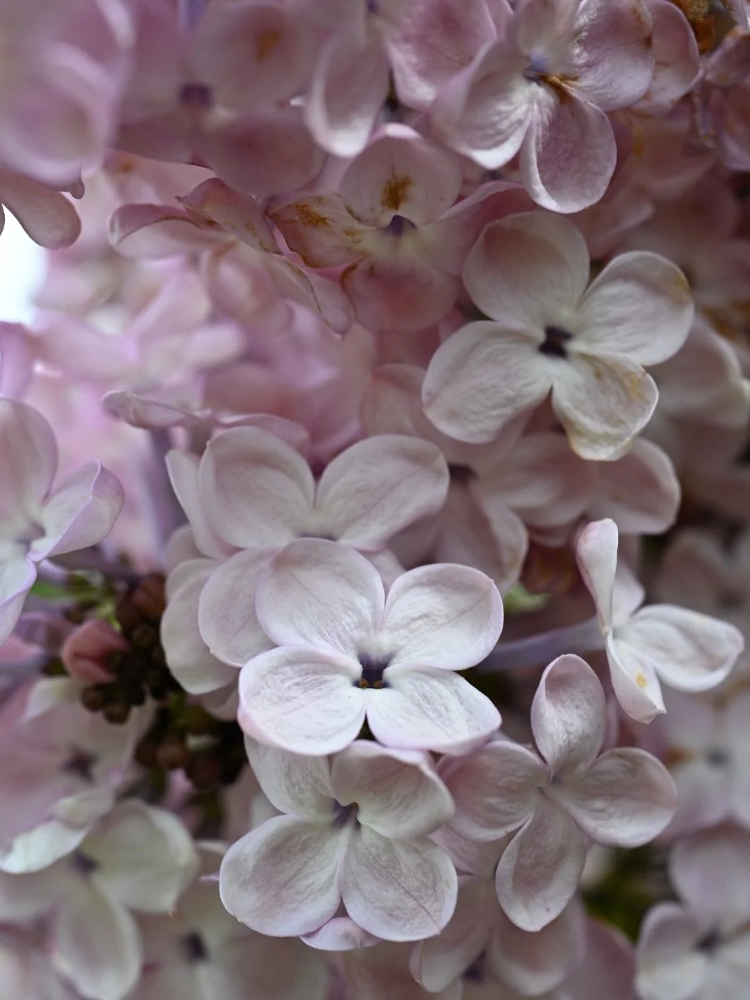 Scratch &lsquo;n sniff from yesterday strolling through a lilac garden like a tipsy bumble bee 🐝&hellip;..

#lilacs #scent #flowers #lilacflowers