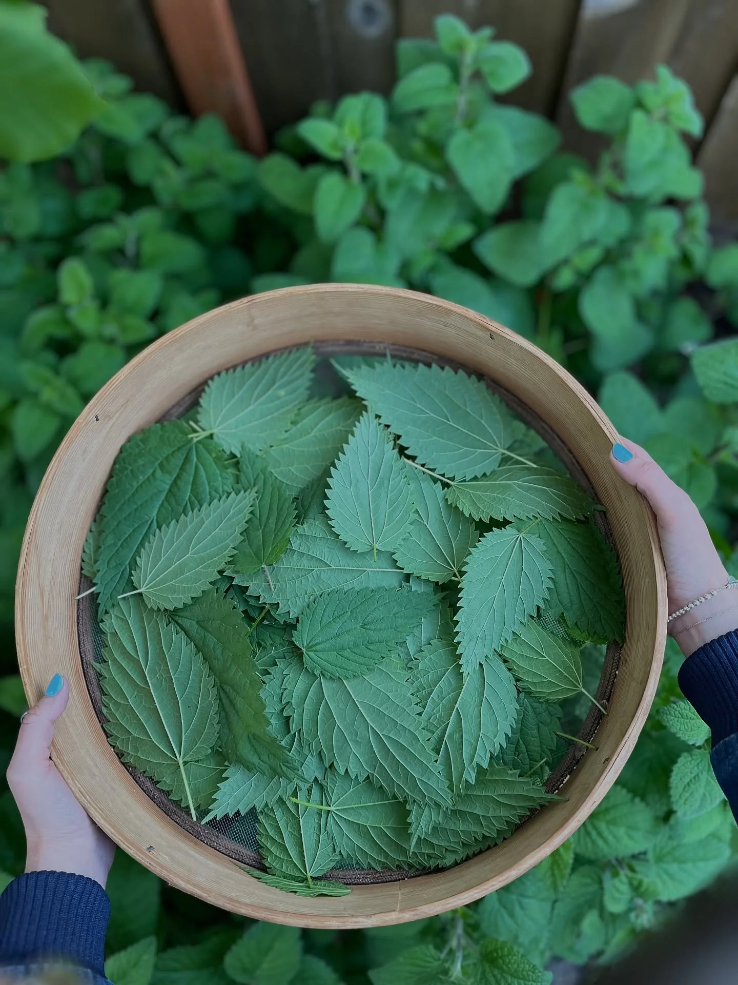 In 2 weeks the garden has gone from bare and budding to full and  fruiting. The fluffy lemon balm patch has tripled in width, the nettles have tripled in height and are up to my chest already, rock rose, tea roses and English roses are all holding bu