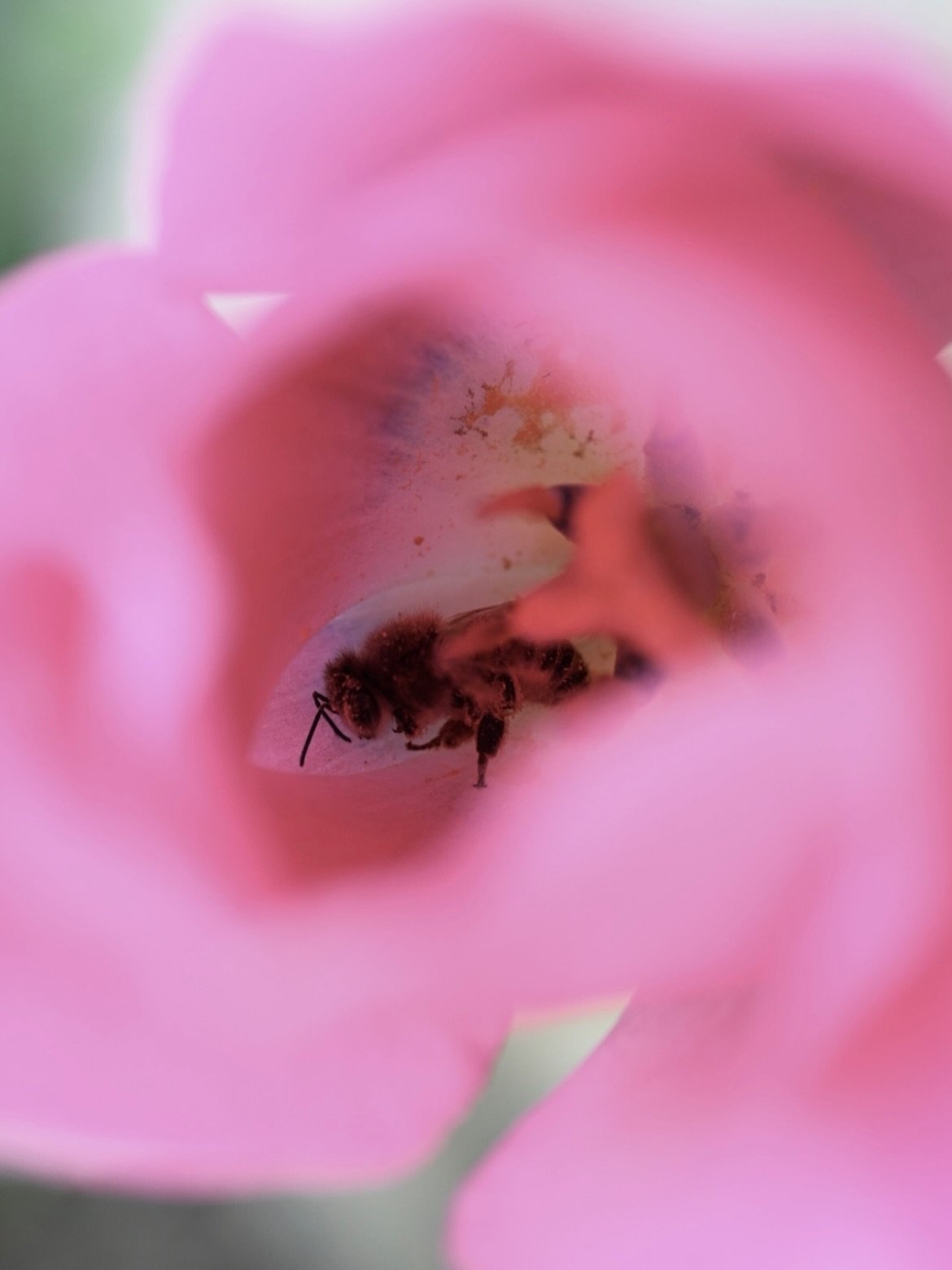 Since we&rsquo;re on the subject over honey over here, let me share my favorite spring pastime of waking up in the early morning with the kids and looking for all the bees that are curled up asleep inside of the flowers. 🥹 Good morning sleepy bees. 