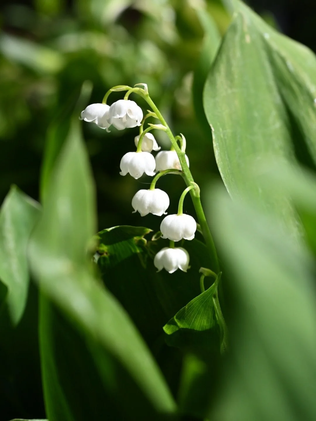 I had the pleasure of being invited to make a flower essence with my neighbors prized Lily of the Valley. This is a plant that was uprooted from her childhood home some 40+ years ago. So many conversations came through around this plant surfacing dur