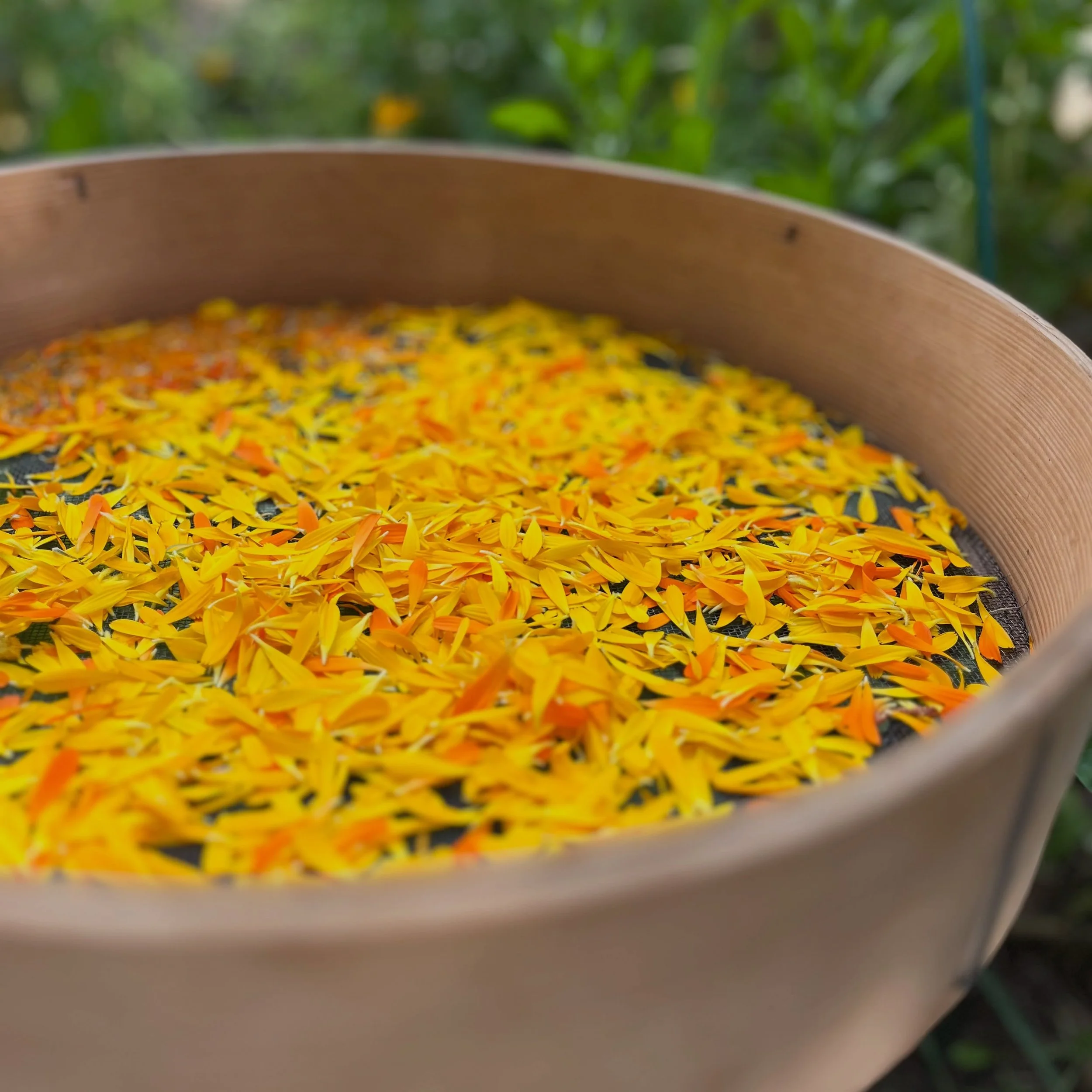 Yesterday we worked in the garden harvesting calendula petals to replenish one of my favorite products ever. Our hands were so sticky afterward pulling off the petals&mdash; and that&rsquo;s a good thing! When harvesting calendula, your fingers shoul