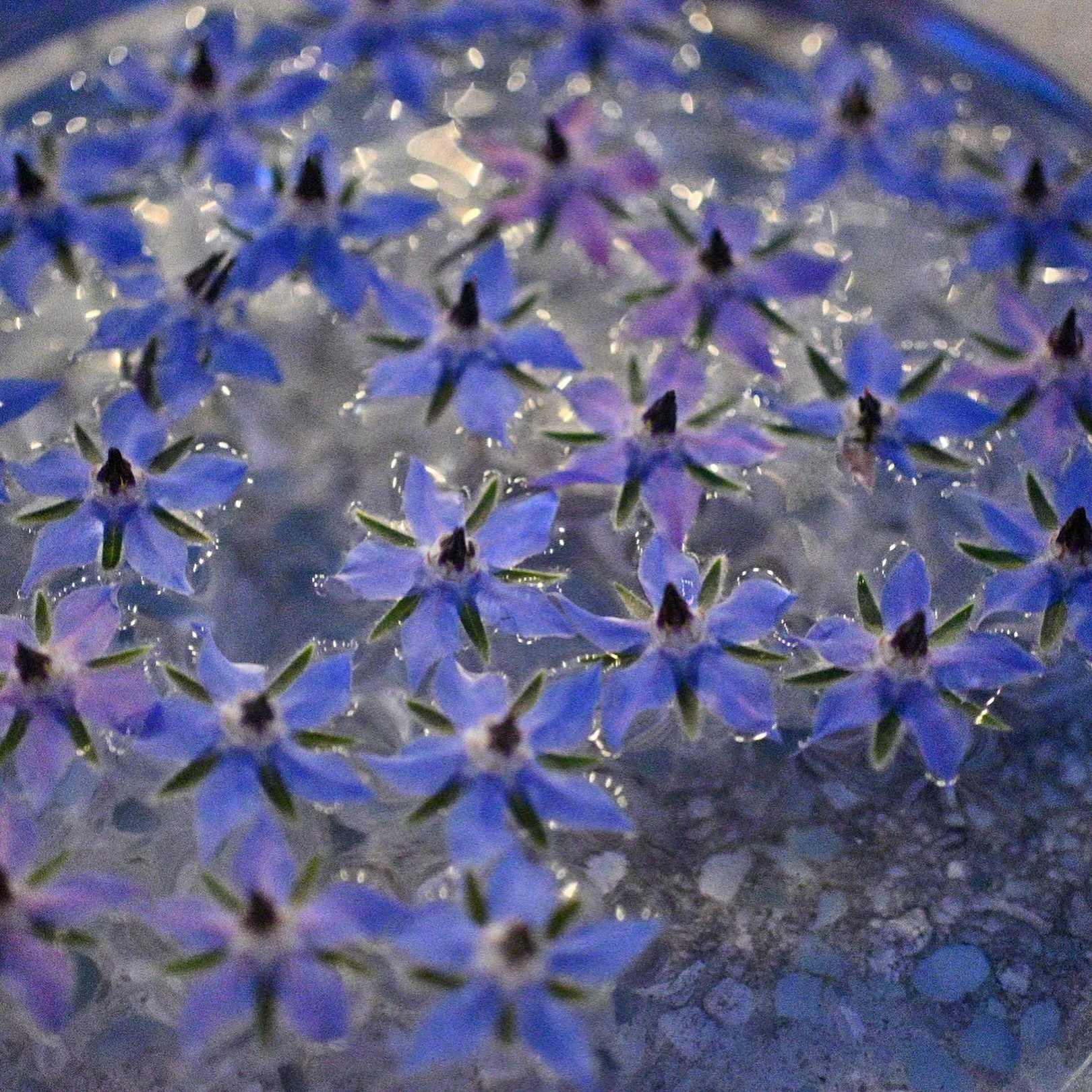 Once in a blue moon&hellip;An auspicious encounter with starflower and full moon essence making, today on our journal. 🌑

Storiesfromthestill.substack.com

💙 Cort

#naturewriting #naturejournal #borage #fullmoon #floweressences
