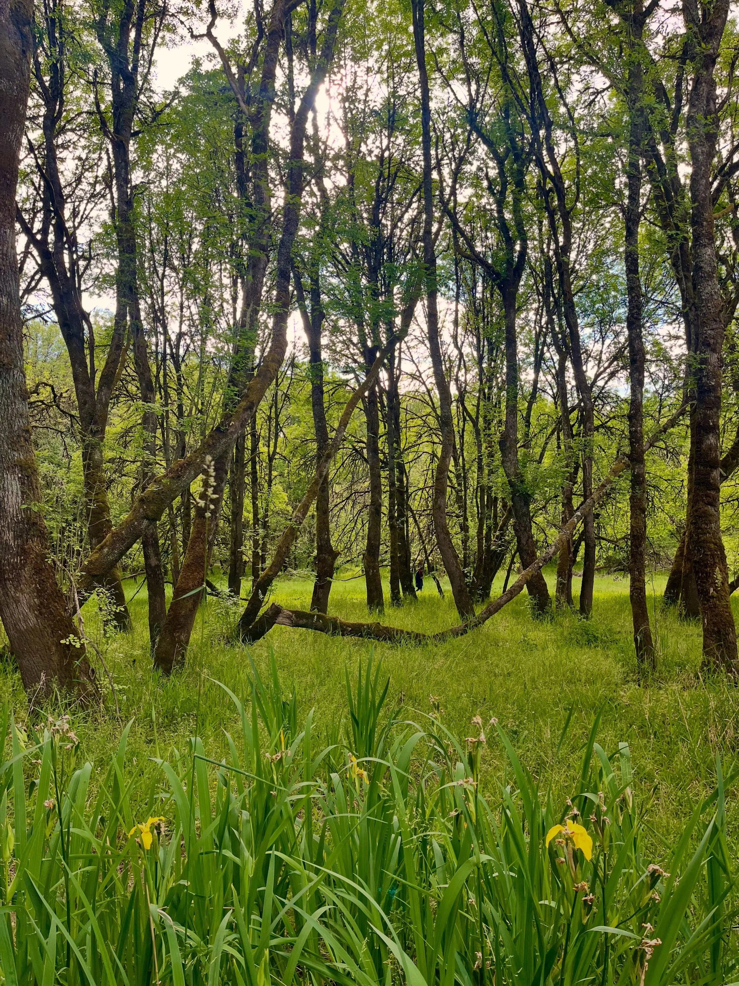 Serenity ~~~~ A walk in the woods yesterday to find a glowing yellow iris, a raccoon laying across a tiny branch to eat all the pie cherries it can fill its belly with, the quiet of a vast landscape dotted with pea-sized blooms, a box of decadence or