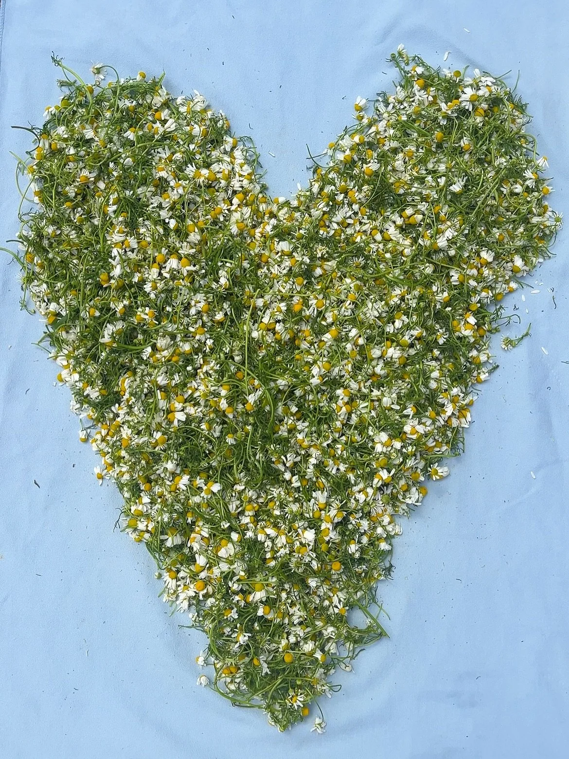 Chamomile heart energy and a lucky garden guest in slide 3. Celebrating 19 years with my love. Somehow time moves that fast and I&rsquo;m still in awe of what we&rsquo;ve built together, and what we&rsquo;ve built within ourselves alongside each othe