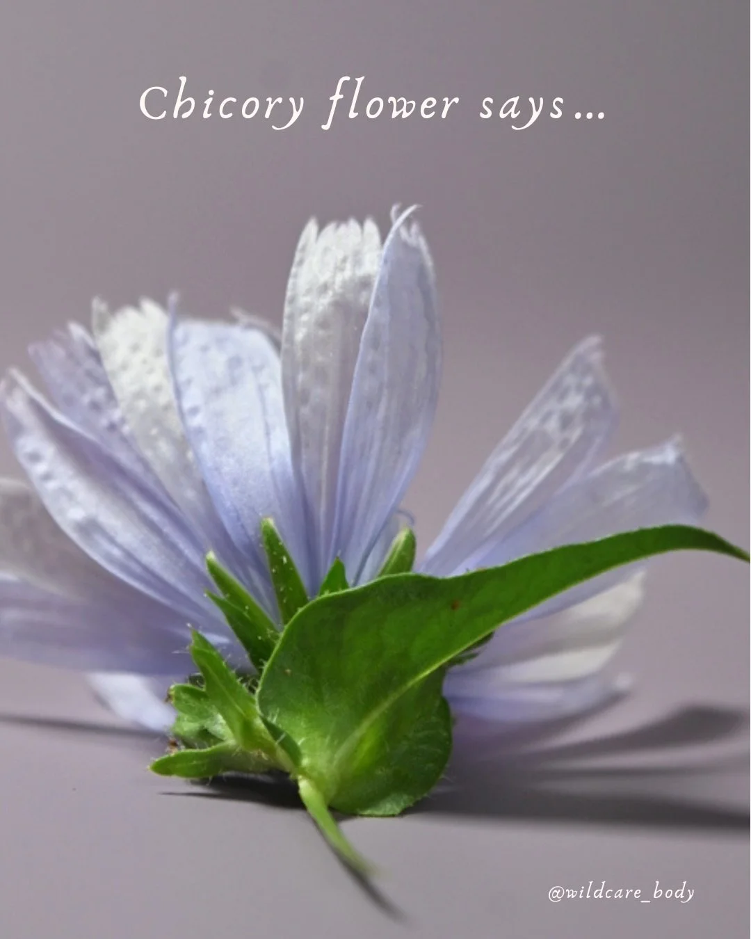 Ohh, Chicory Essence, how I love thee.
It doesn&rsquo;t surprise me that we had an abundance of surprise Chicory blooms throughout our garden open right on the solstice.

This flower has supported many of our customers through fiery energy, tension, 