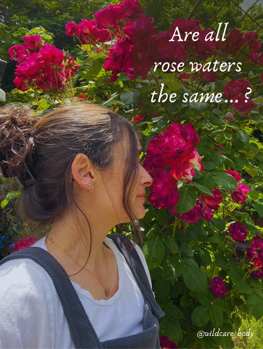 We are different on purpose.

Whole Body Rose Hydrosol reflects the entire above ground expression of the plant&mdash;

*Distilled fresh petals
*Distilled fresh rose hips (fruit)
*Leaf and thorn essence

&hellip;because beauty isn&rsquo;t found in ju