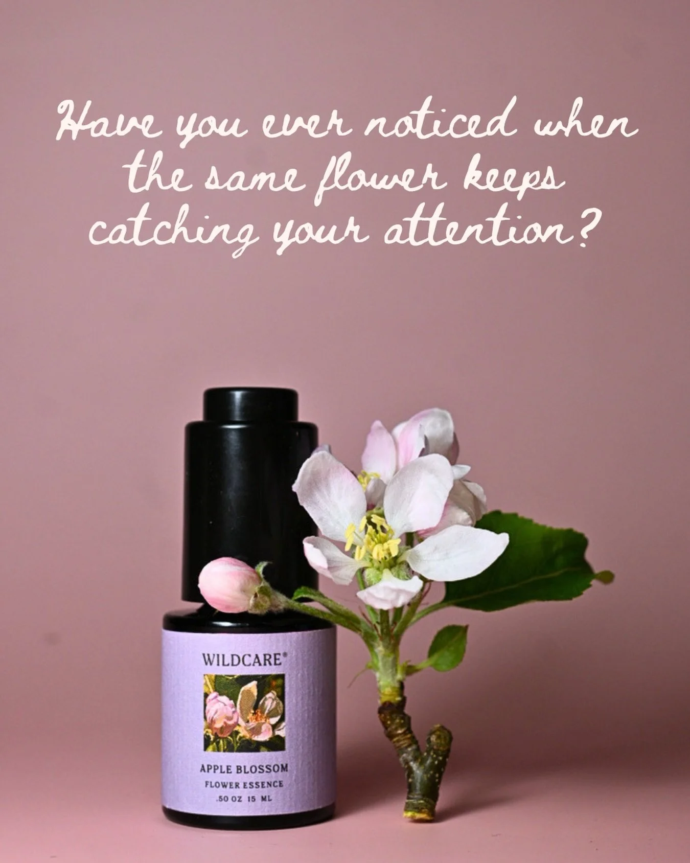 Have you noticed the same flower appearing again and again?

Growing right outside your home, showing up in the backgrounds of your photos, in conversations, or in the cracks of the sidewalk during your walks&hellip;.Maybe it even shows up when you&r