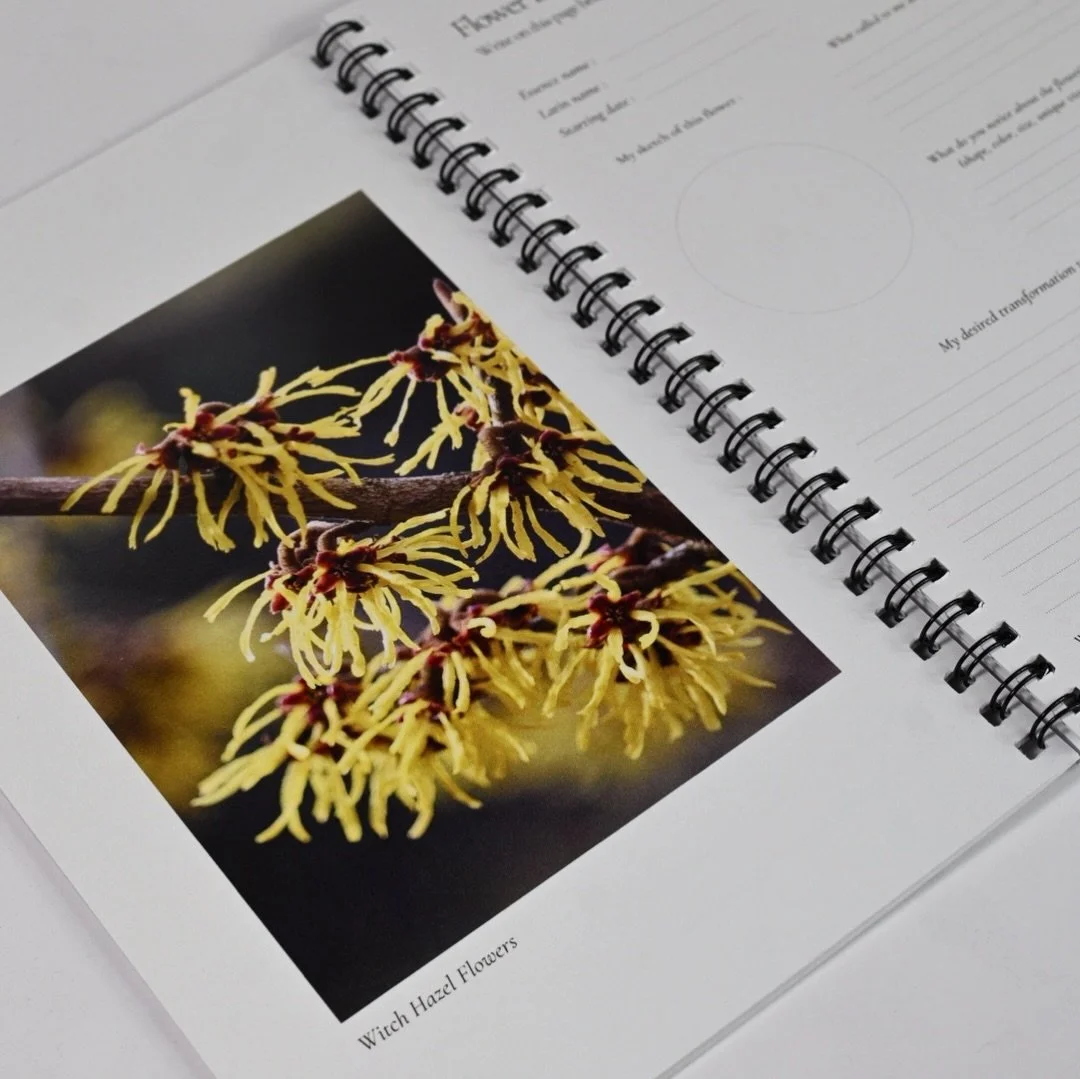 Most people work with flower essences without ever asking the flower a question.

What if you sat with the flower first?

Our Log Book was designed to help you build a relationship with each essence you work with&mdash;recording observations, insight
