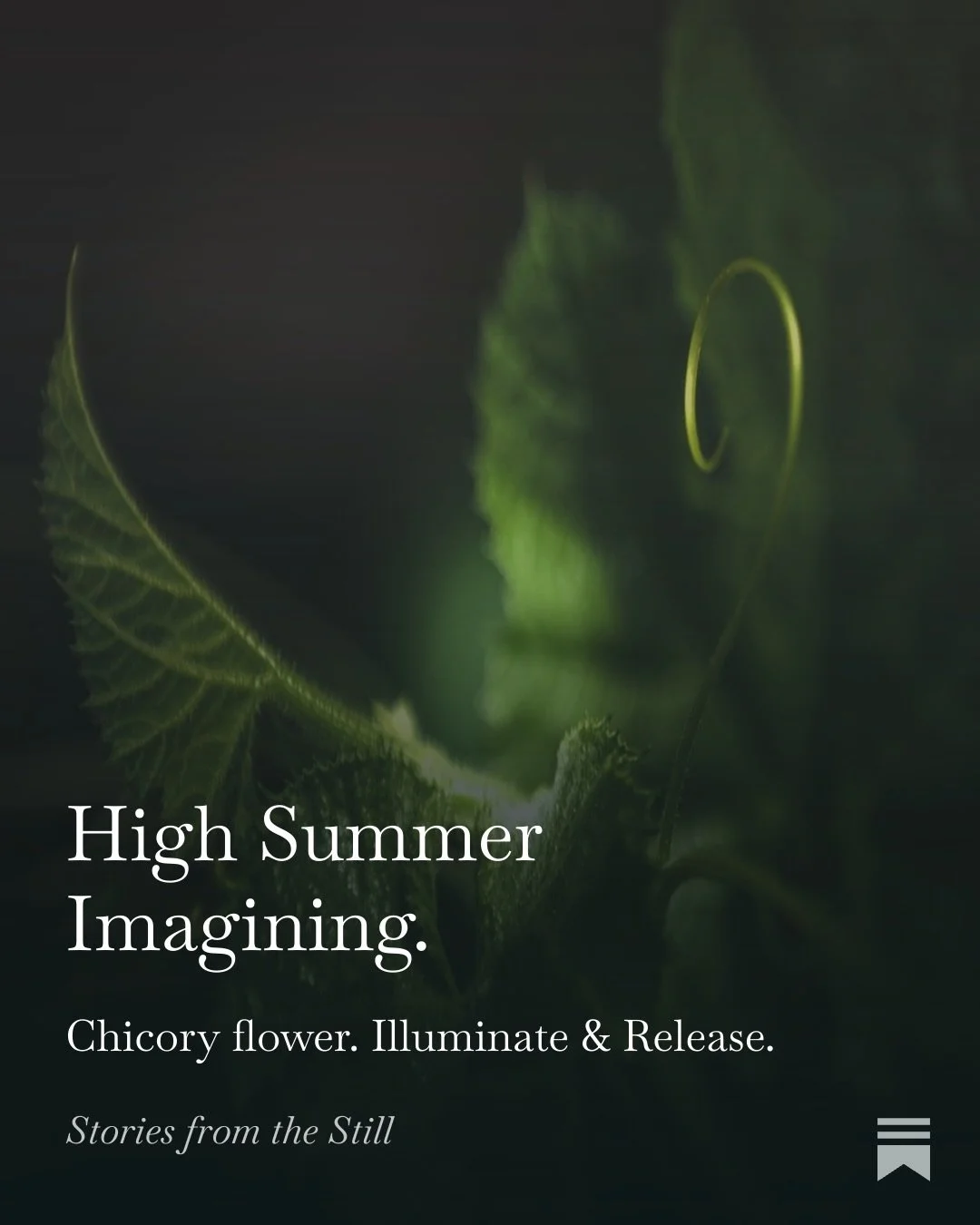 A fresh and intimate journal for you this evening. A trailing writing session on imagination at the height of summer, chicory flower and its essence and what we&rsquo;re calling on to be seen.

Comment &lsquo;SUMMER&rsquo; and I&rsquo;ll msg you the 