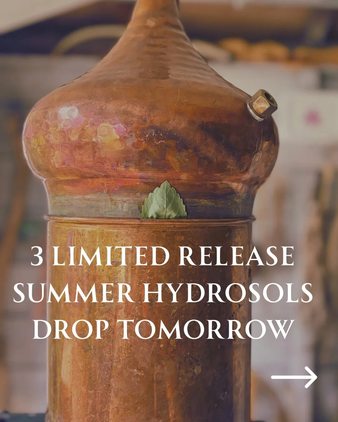 OK MY FRIENDS, we have three very special distillations arriving tomorrow. They are all Summer seasonal Hydrosols, distilled in very limited batches, the only time we will do it of the year.

🌱 TEA TREE : Invigorate &bull; Cleanse &bull; Clear
Can y