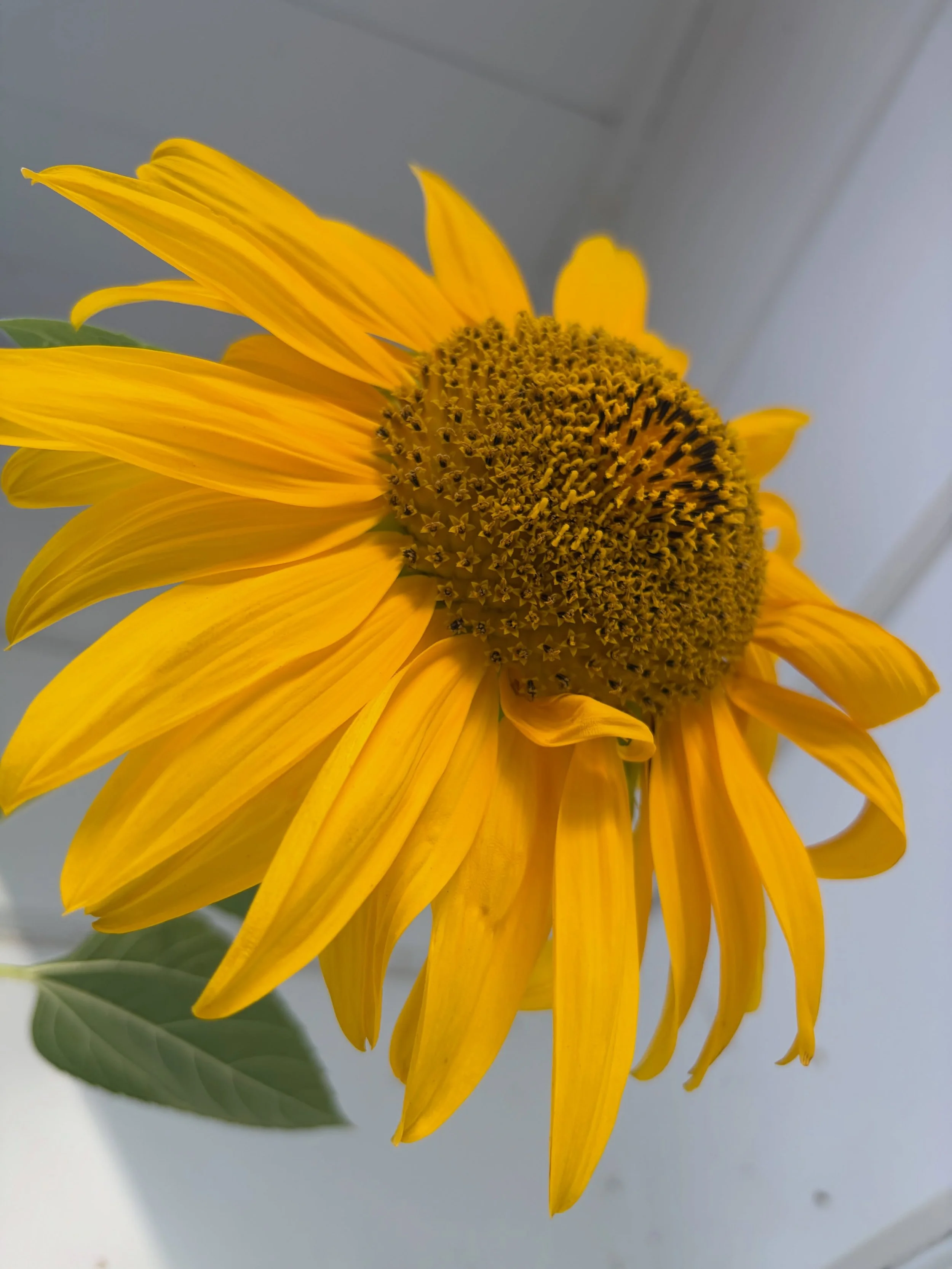 Not every bloom is meant to be cut. I&rsquo;m enjoying watching our sunflowers this year sitting under their towering smiley faces and looking up. Planting sunflowers has been a great experiment of feast vs famine. Out of the 50-some seeds we planted