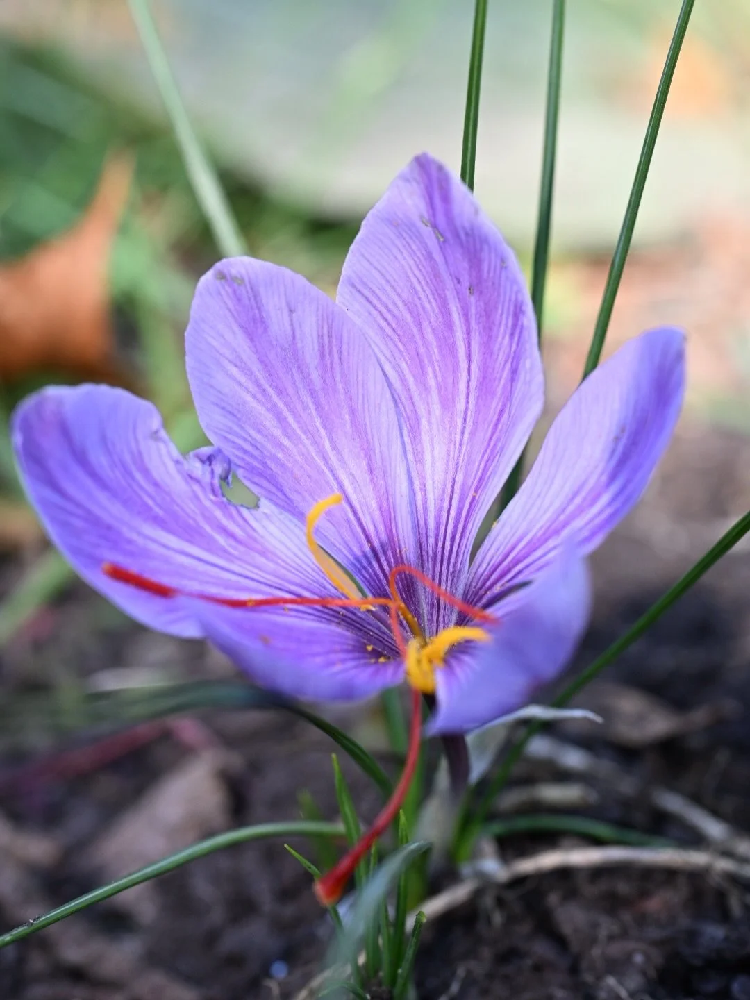 Happy hellos to you. I&rsquo;m here to share that our SAFFRON is blooming. I have dreamt of a fresh solar-infused saffron essence with its beautiful scented red threads in tact for eons, and yesterday was the perfect sunny morning for us to pour out 