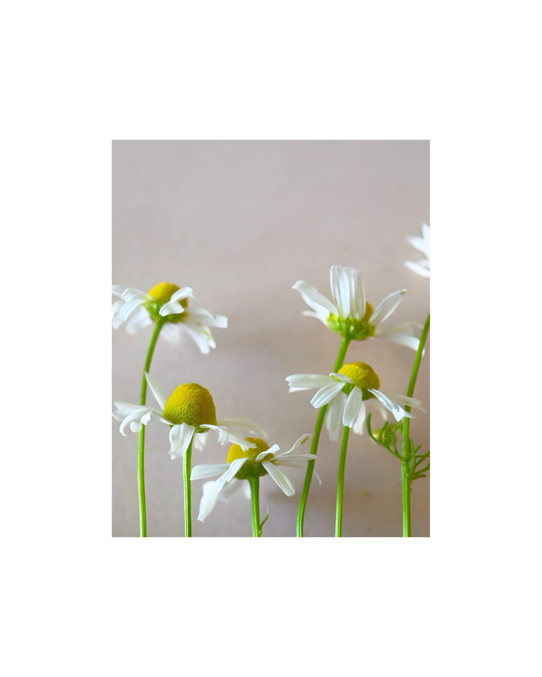 chamomile.png