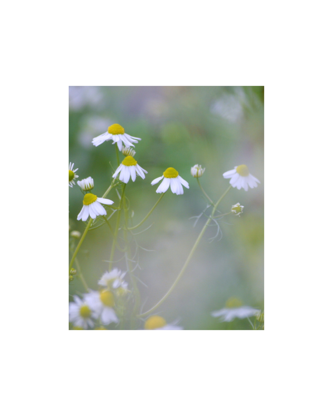 chamomile 2.png