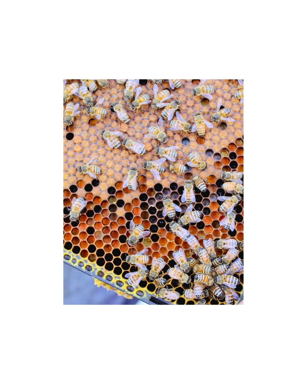 Web photo format-87.png