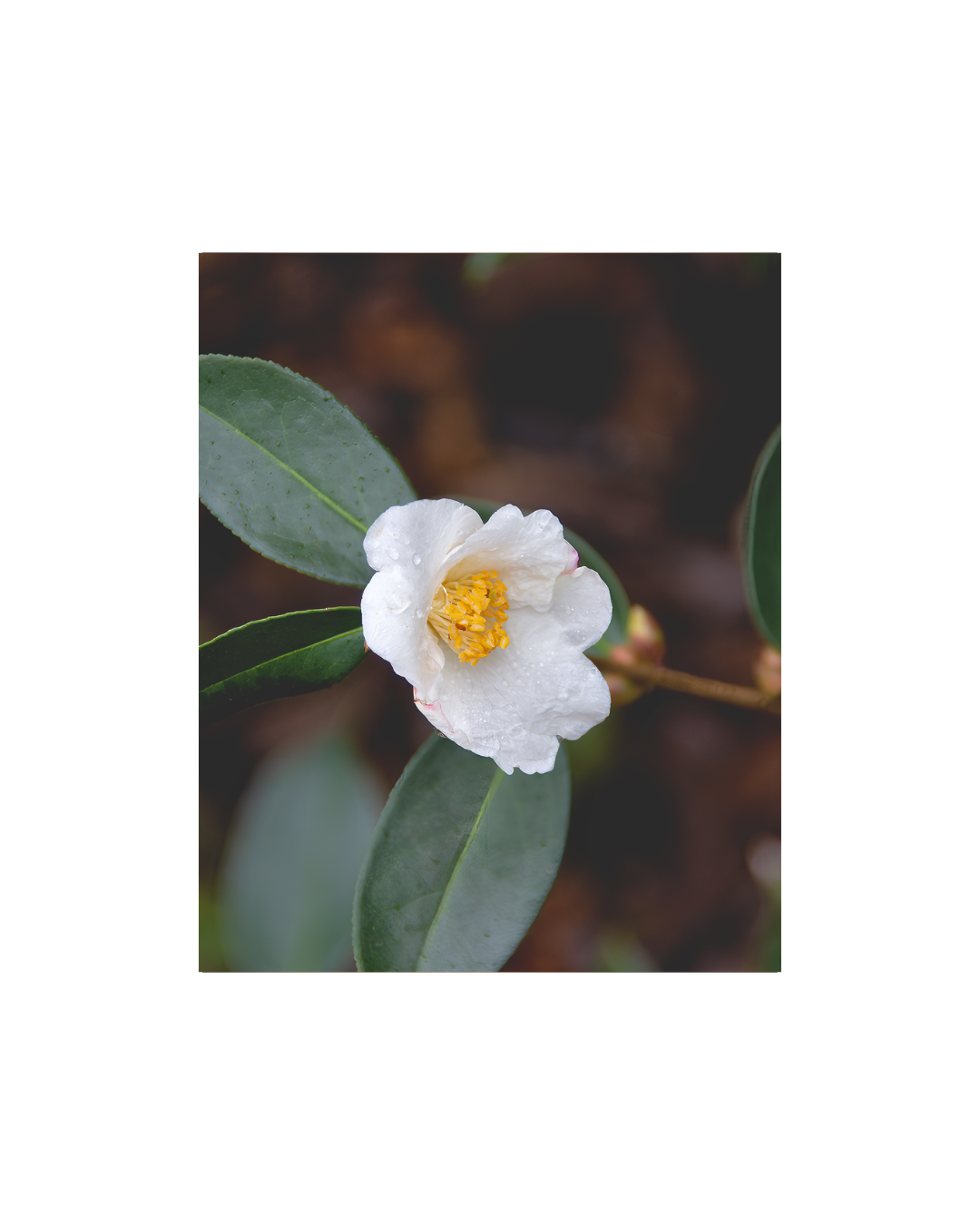 Private Reserve Hydrosols