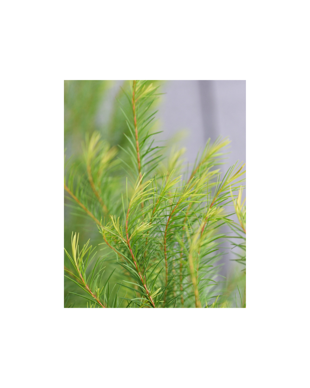 Tea Tree Hydrosol