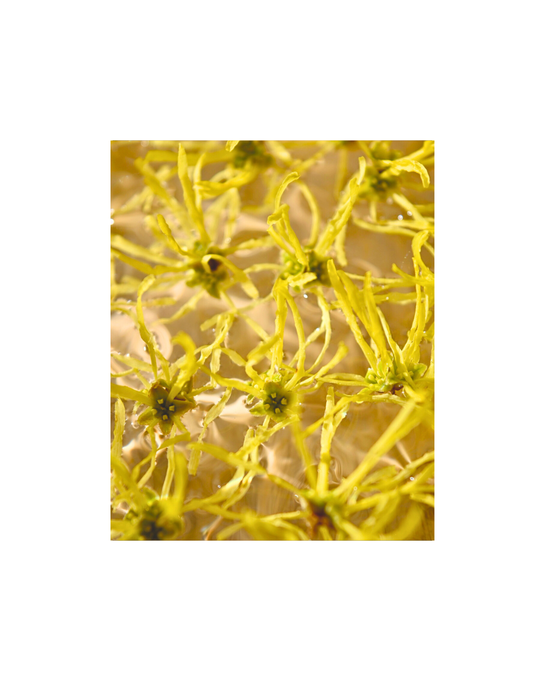 Web photo format-67.png