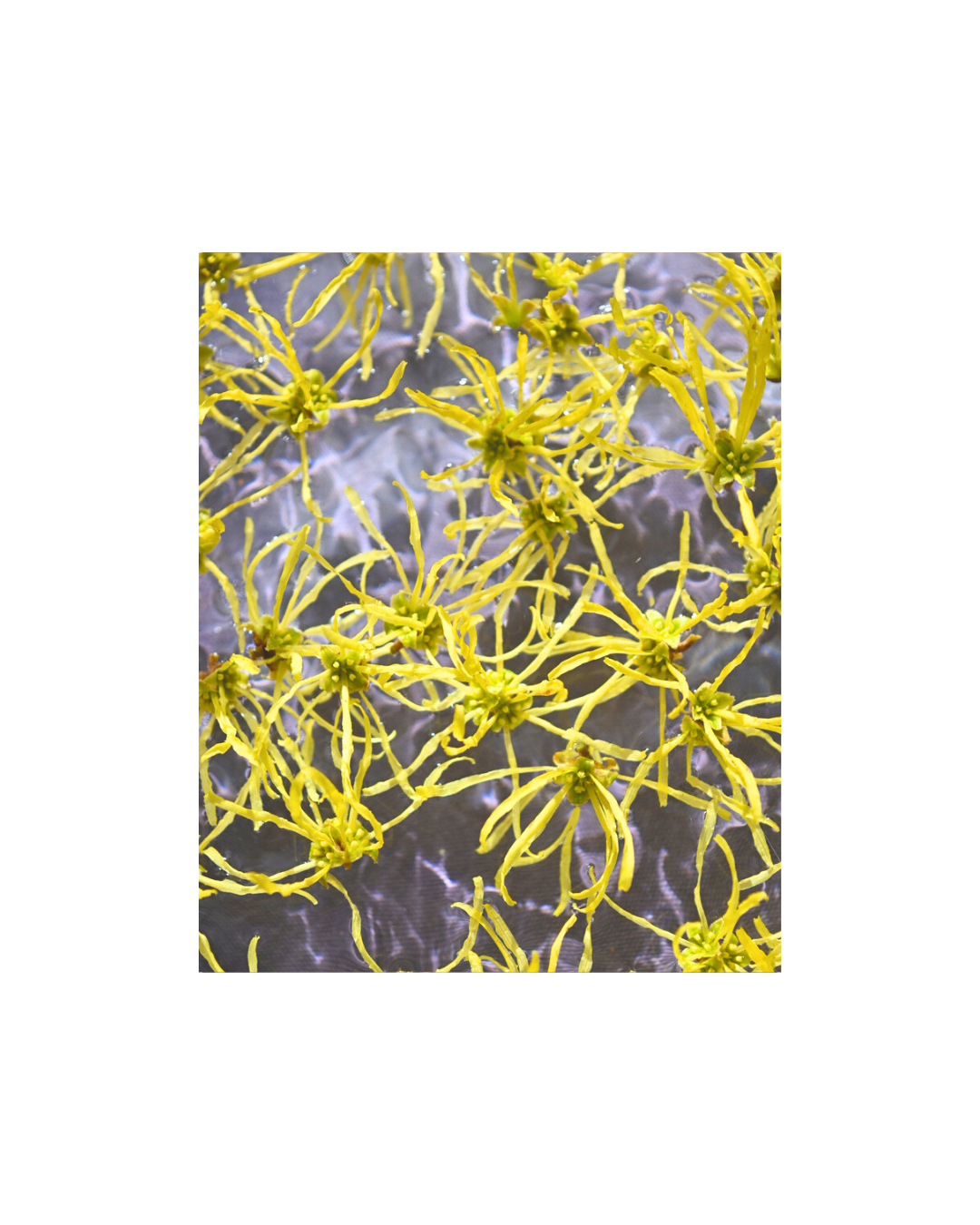 Witch Hazel Flower Essence - COMING SOON