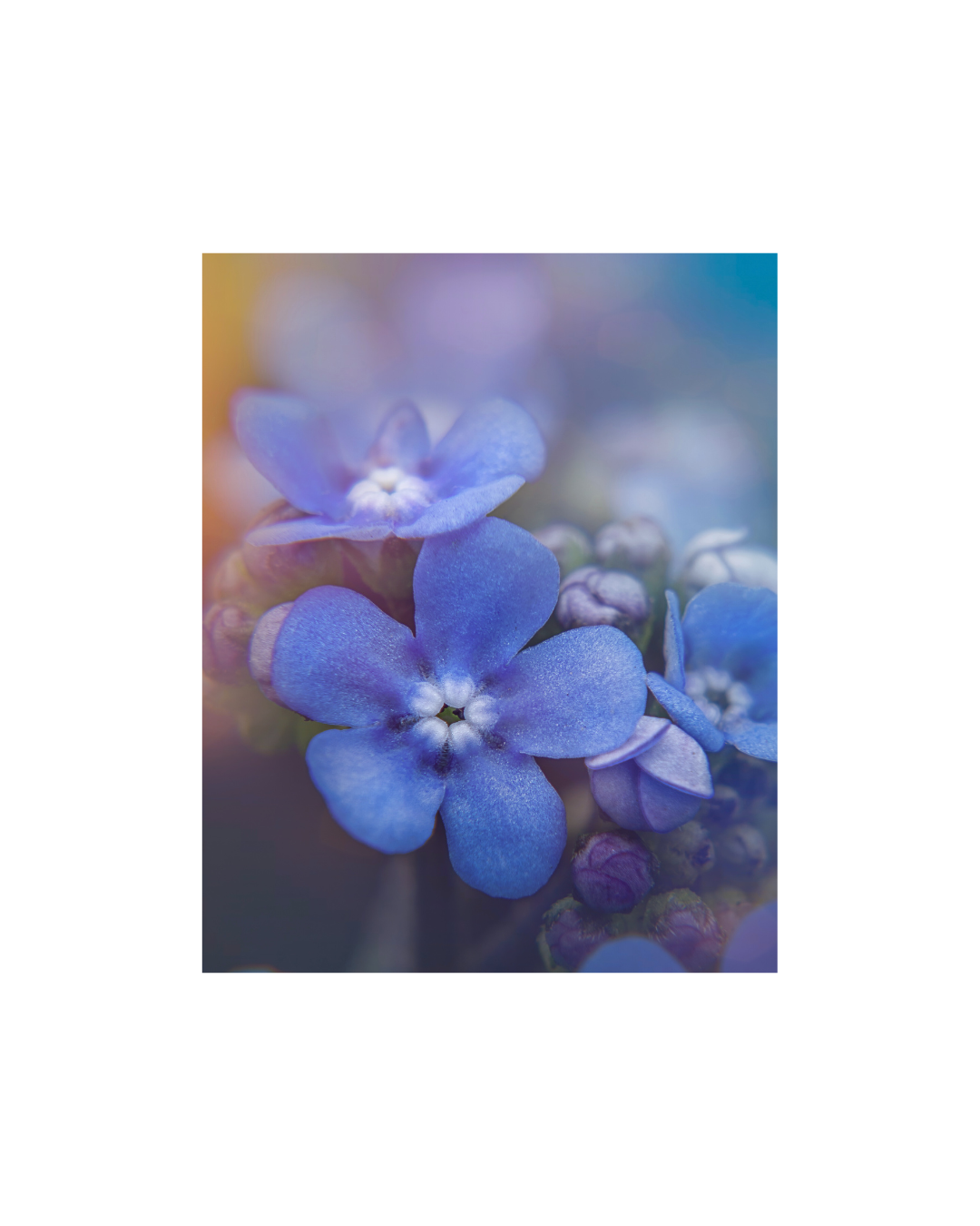 forgetmenot.png