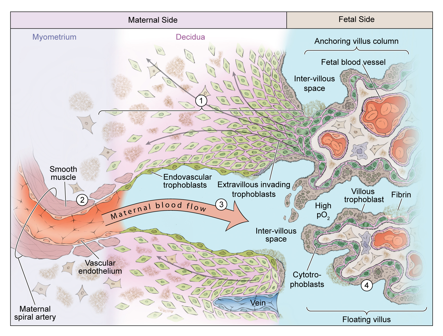 Fetal - Maternal Interaction in normal pregnancy