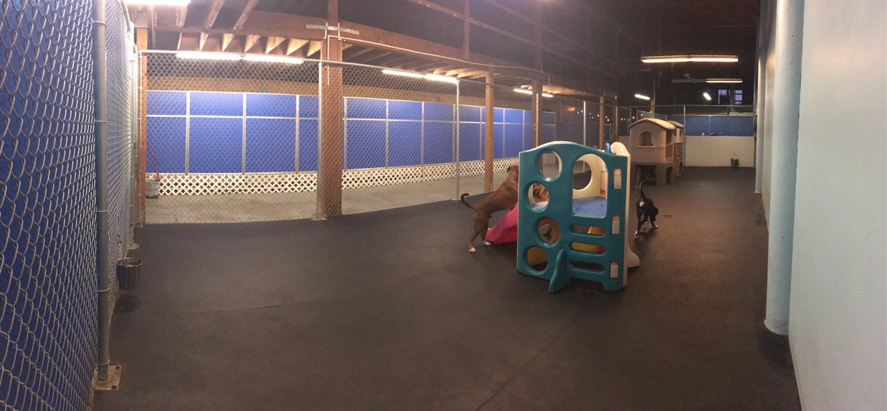 This is our big play yard, mainly for big dog play time, It's very spacious and allows them to really get their energy out!