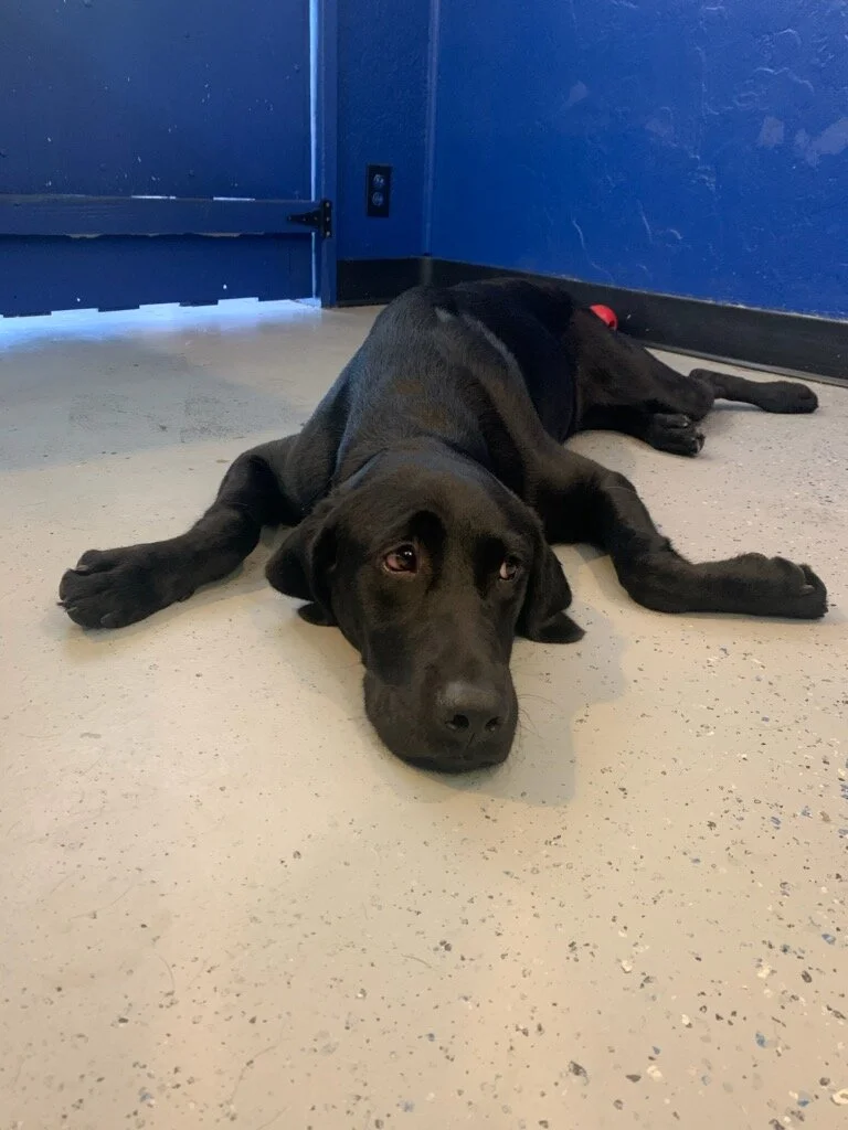 dog very lethargic after daycare