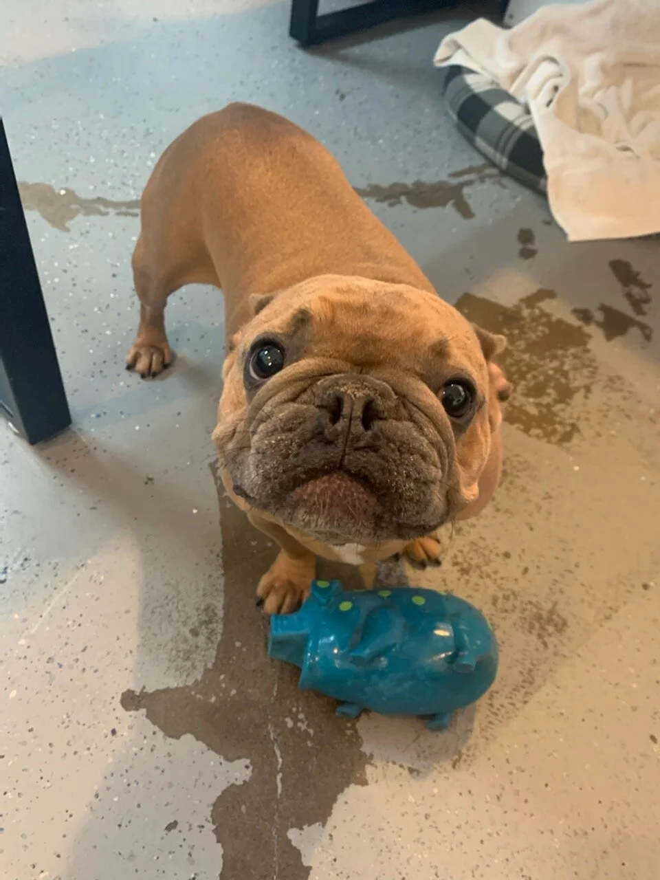 dog very lethargic after daycare