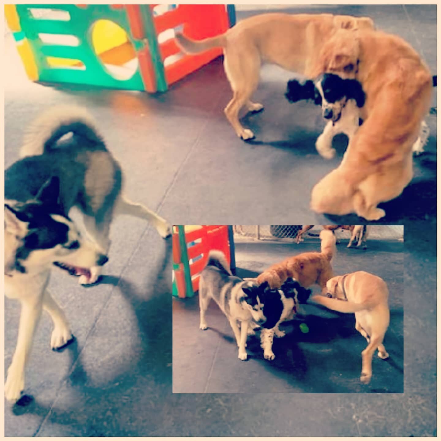 New pup, Bowser, joined right in with the regulars, Ruby, Oscar and Callie!