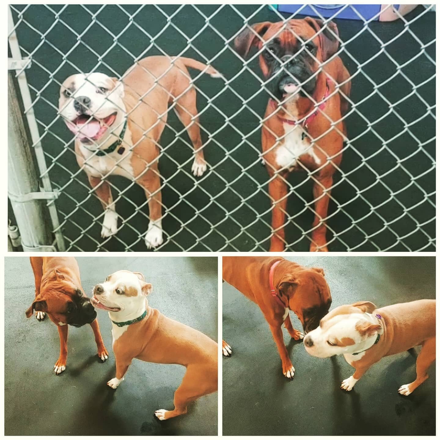 Our new friend Lily has been taking her time getting used to this daycare thing. A little anxious but curious. Then she decided she was ready to play! Never did we think Clifford would be her choice! He is very playful, in your face and loves to &quo