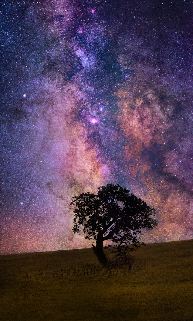 Lone Tree Milky Way
