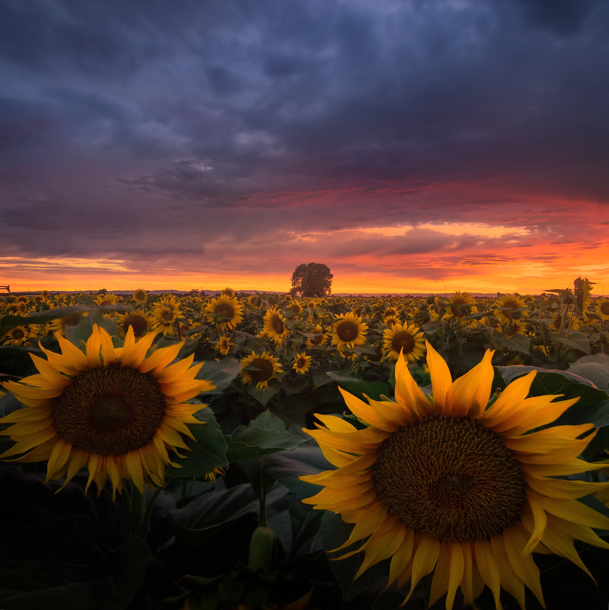 sunflowerexplosion1.jpg