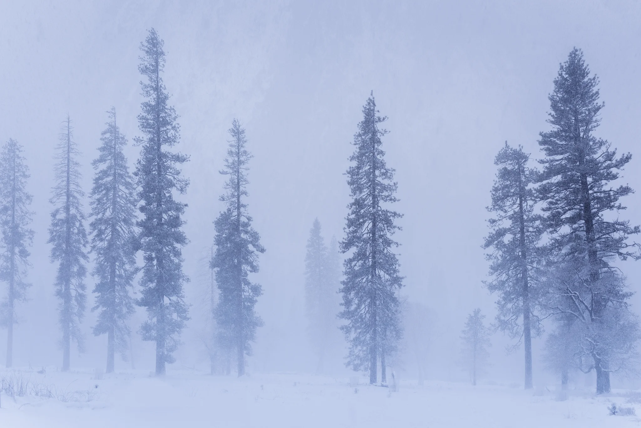 WinterTree1.jpg