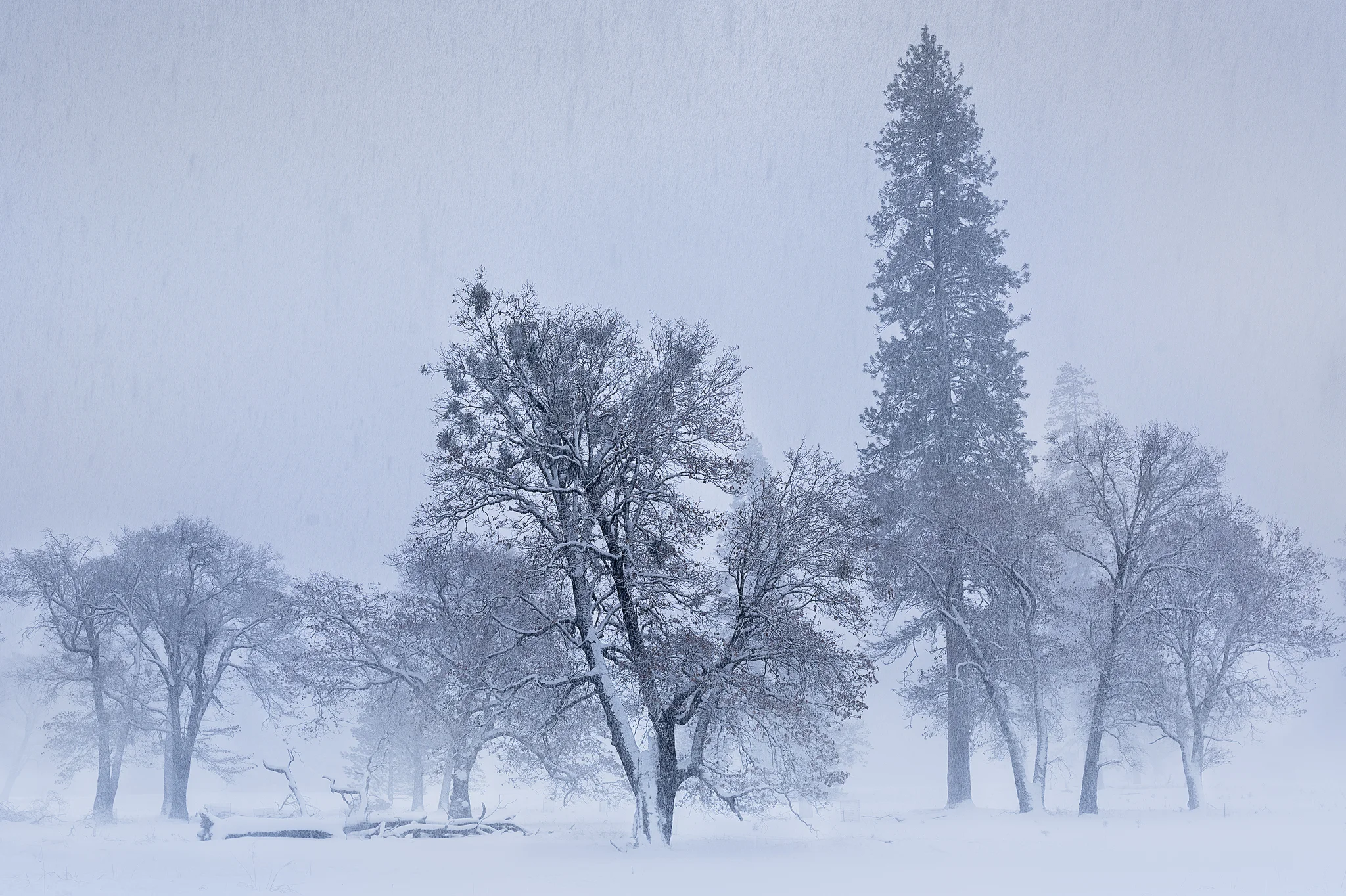 WinterTree3.jpg