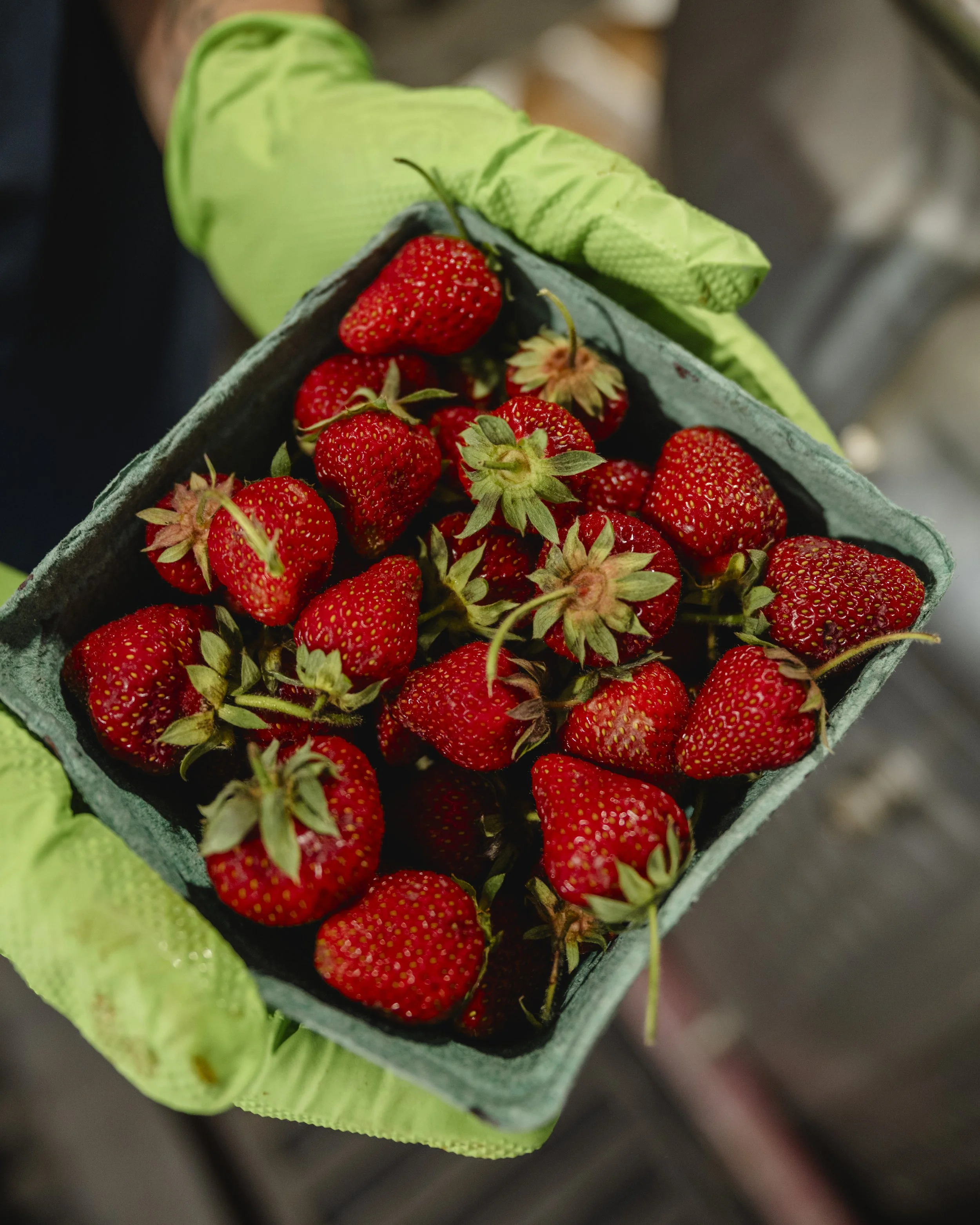 Fresh picked strawberries from Wright's Farm.