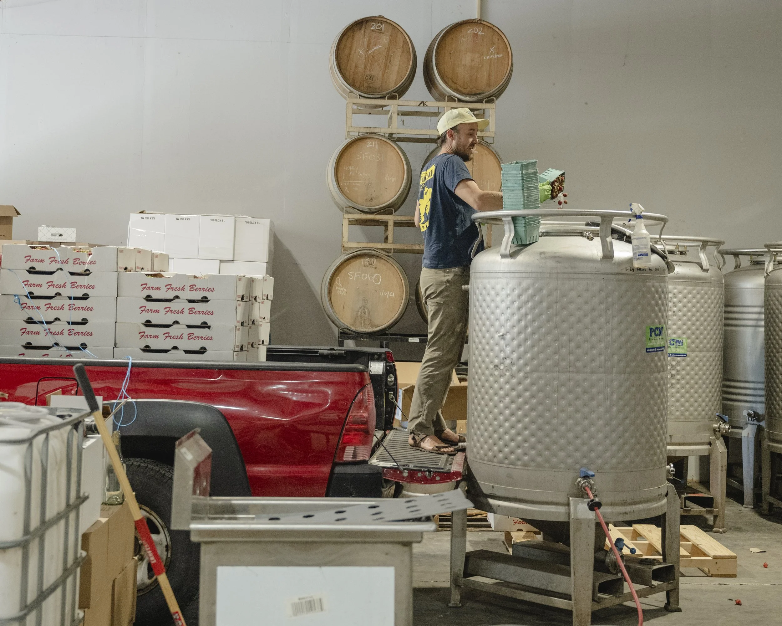 Michael adding the strawberries to the tank before filling it with Valley Beer.