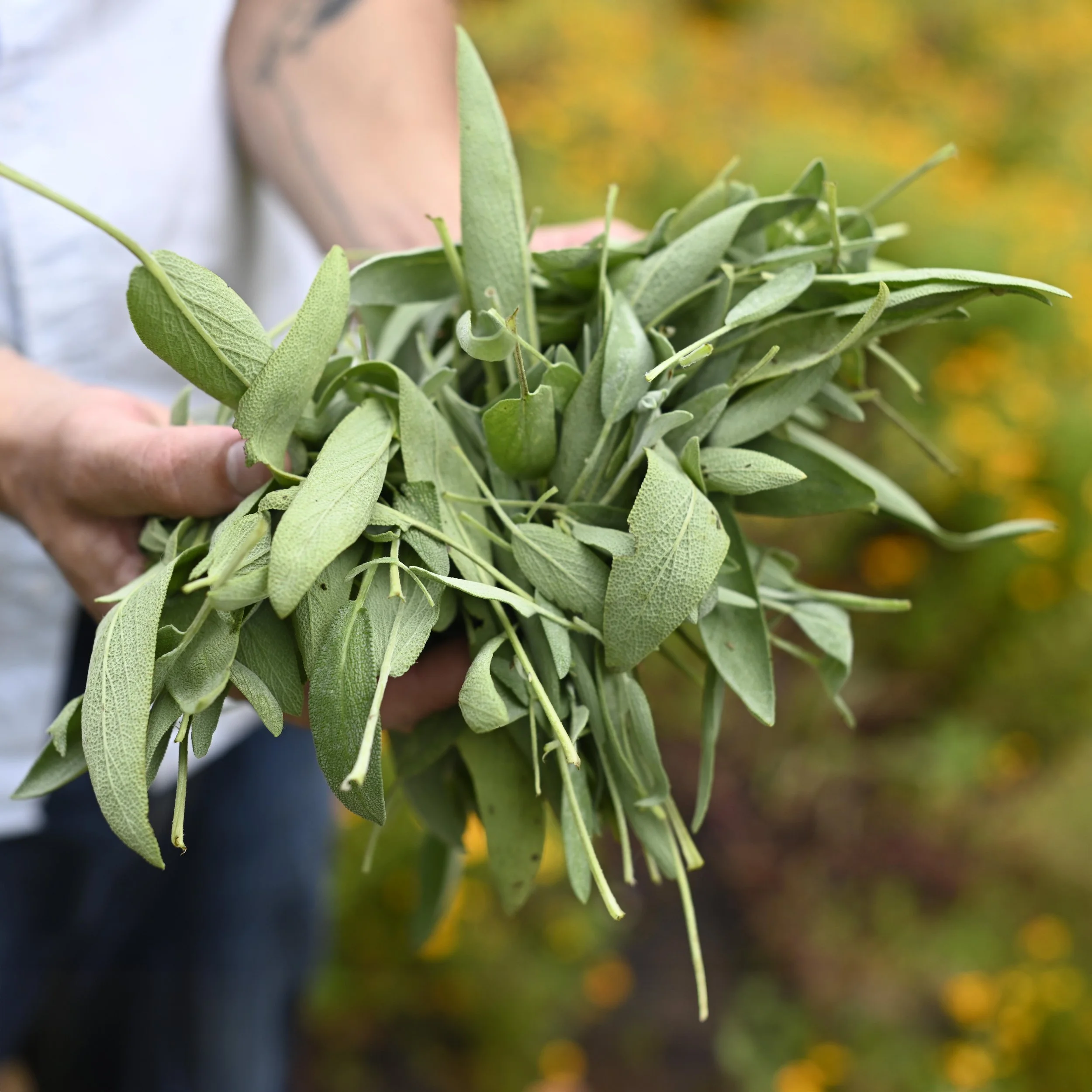 Freshly picked sage.