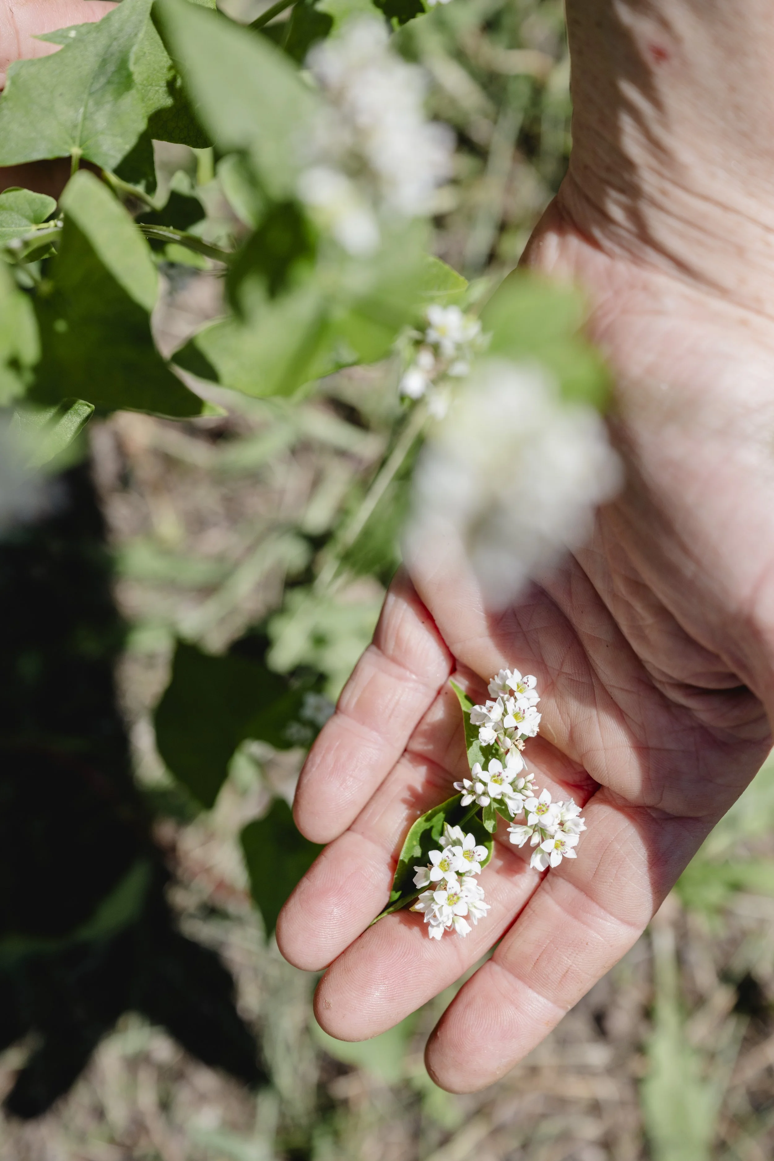 Buckwheat growing in our little garden.
