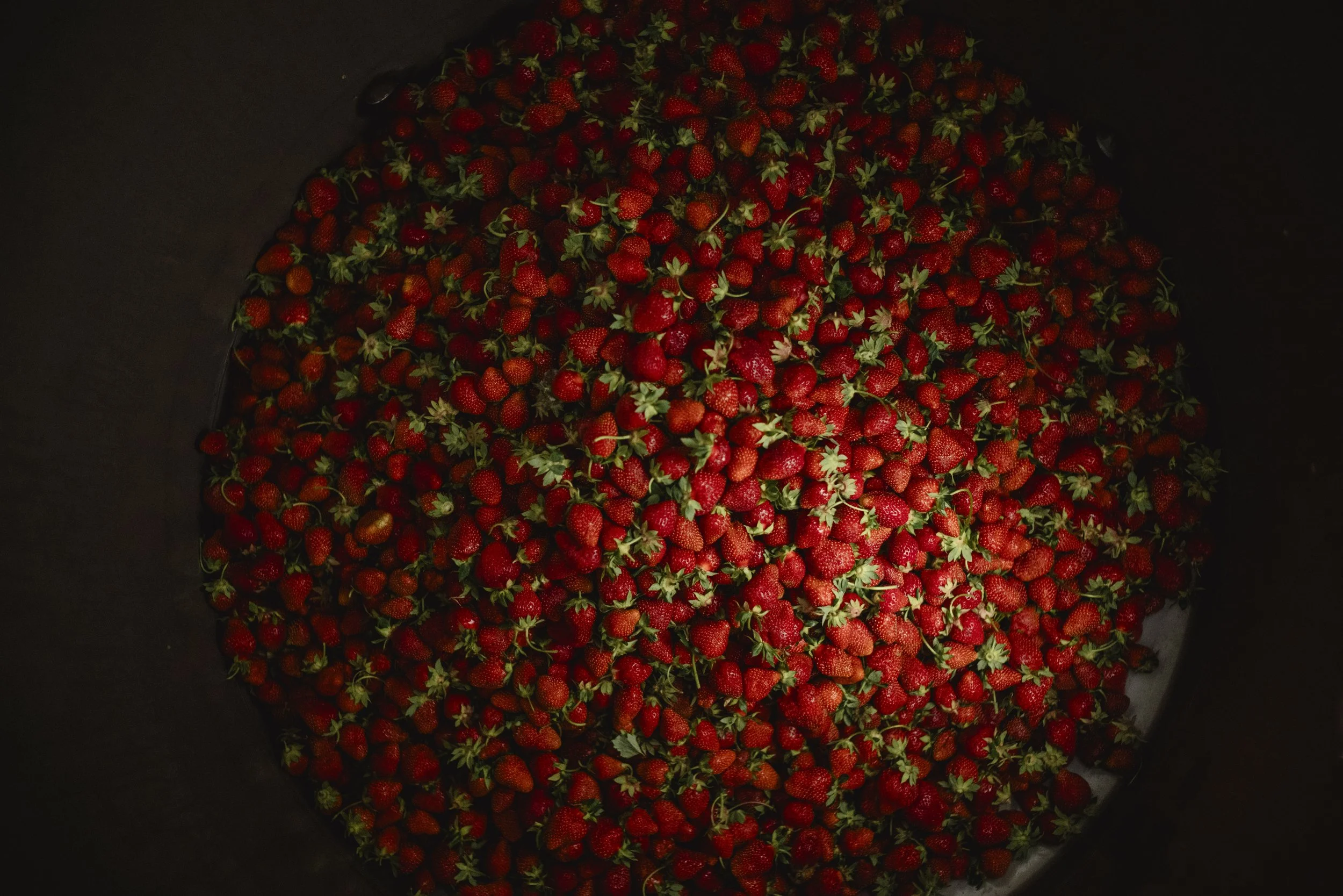 Beautiful berries ready to take a bath in some sour farmhouse ale.