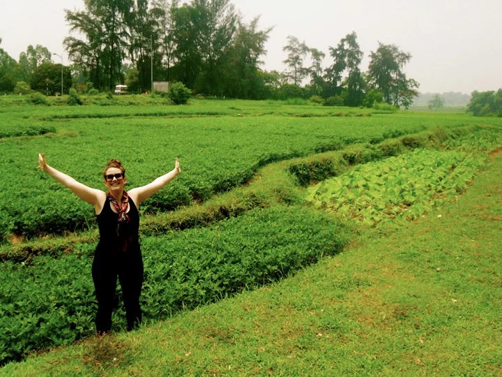 Green fields just outside of Hanoi, Vietnam