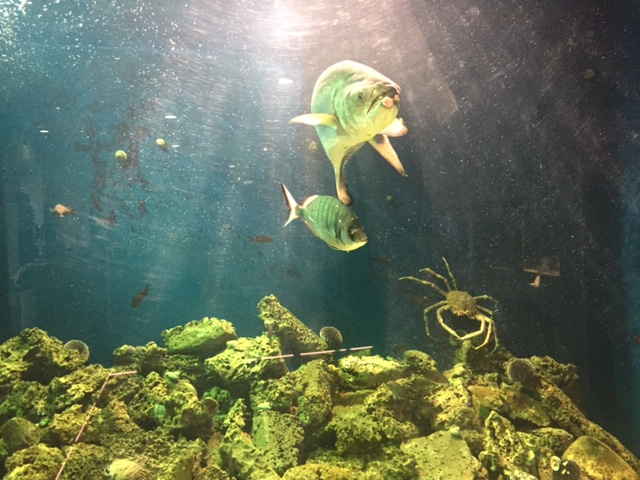 Now that you have seen this picture, you have seen basically the entire aquarium in Piran so I just saved you 5 Euro