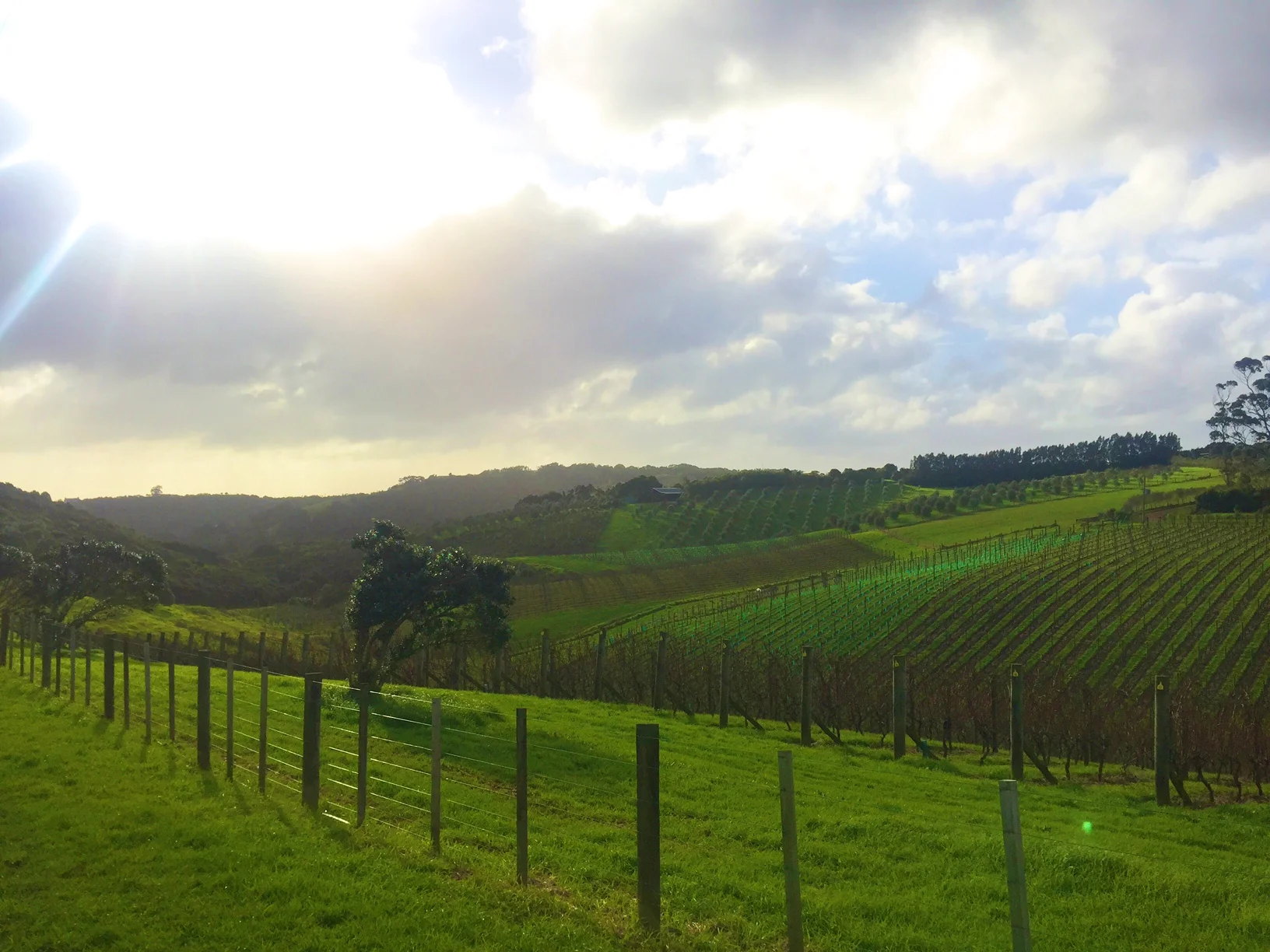 99% of New Zealand wines that are sold in the States are from the Marlborough region, down south. I think Marlborough wines taste a little bit like butthole, so I'm a much bigger fan of Waiheke wines :)