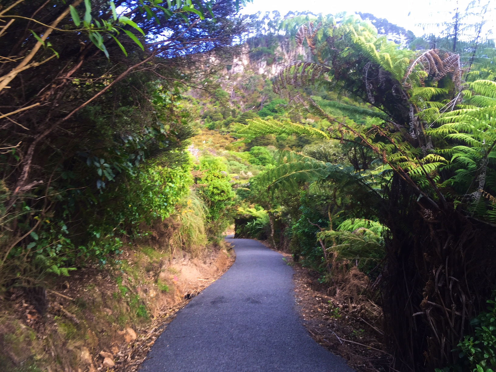 This is the "hike" (ahem, walk) down to Cathedral Cove