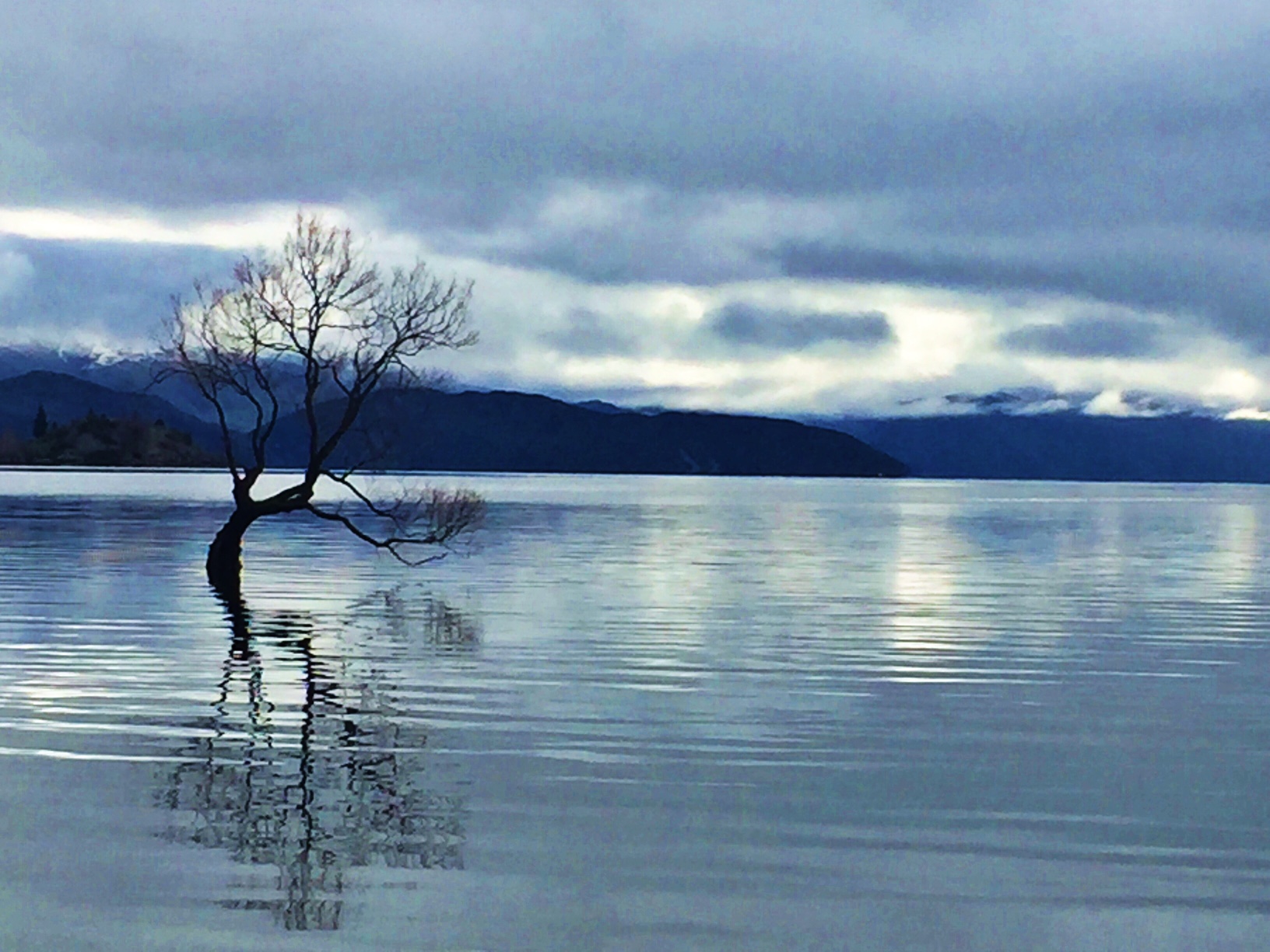 search #thatwanakatree on IG to view this tree in 5,000 different filters