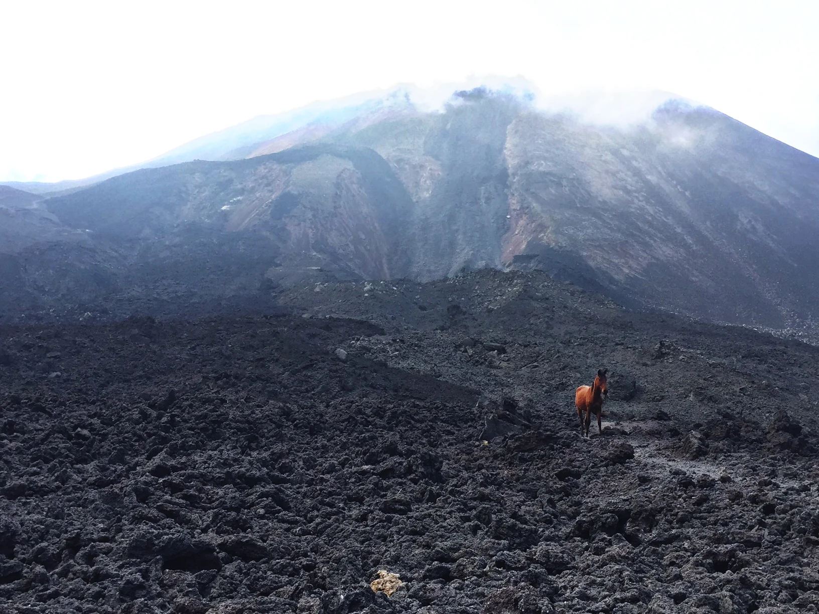 Here's a majestic AF horse frolicking along the volcanic ash during my hike!